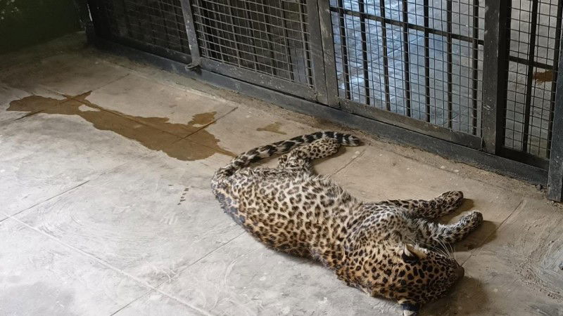 leopard cub died