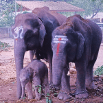 Shivamogga Elephant