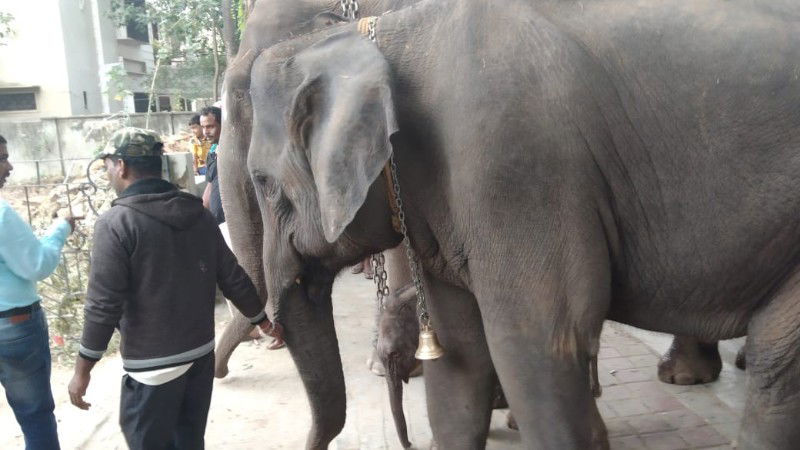 Shivamogga Elephant
