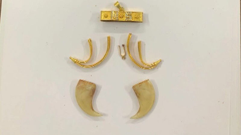 Tiger Claw