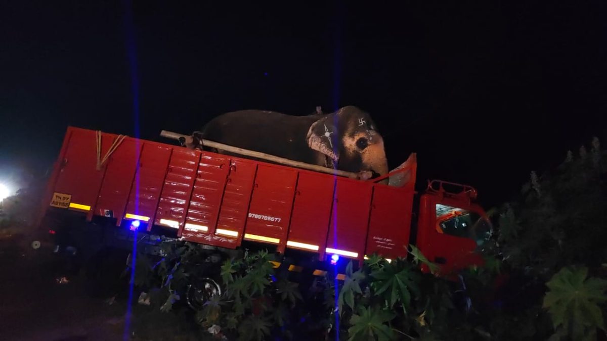 elephant accident 1