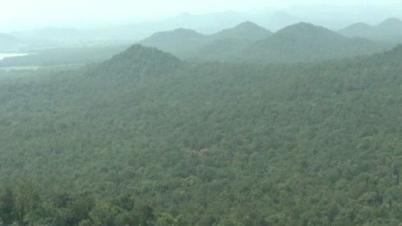 forest