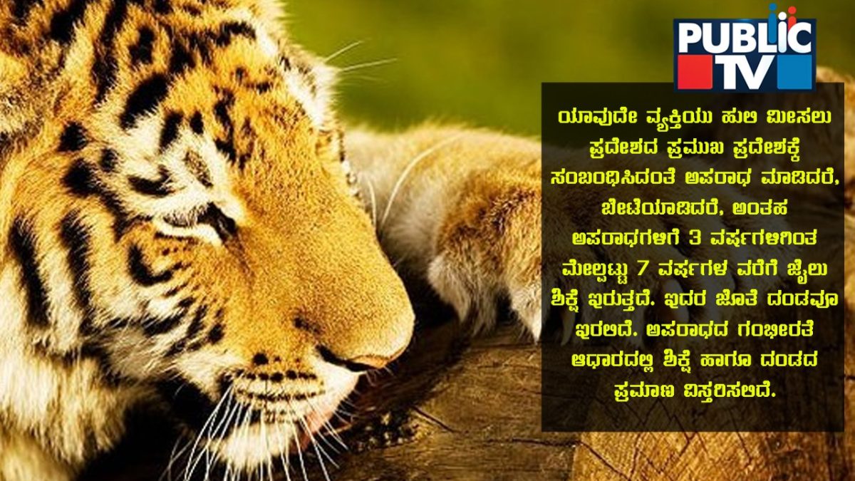 tiger claw case 1