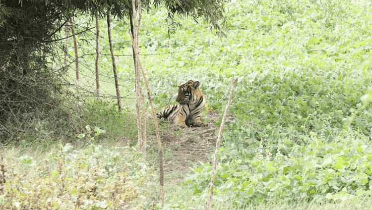 CHAMARAJANAGAR TIGER 1