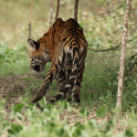 CHAMARAJANAGAR TIGER