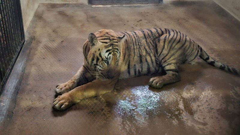 Chamarajanagar Tiger