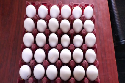 EGG