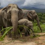 Elephant 2