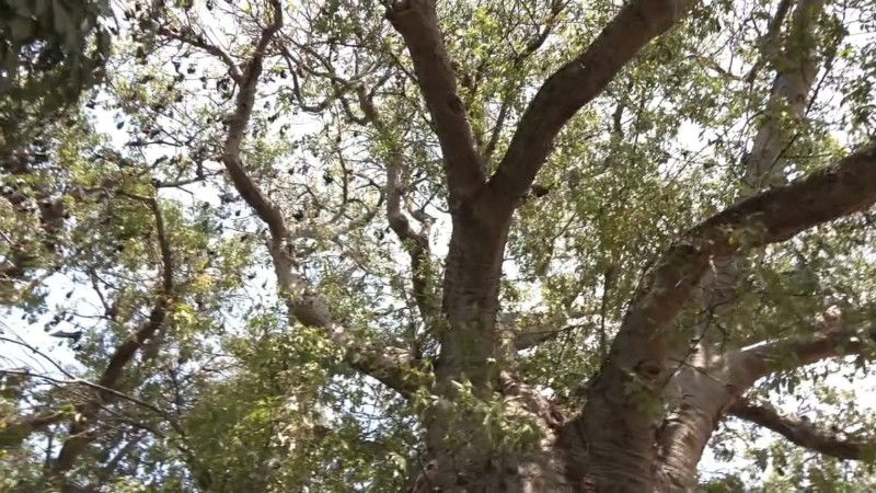 Haveri Tamarind Tree Treatment Kalmath Savanur 1