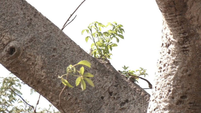 Haveri Tamarind Tree Treatment Kalmath Savanur 2