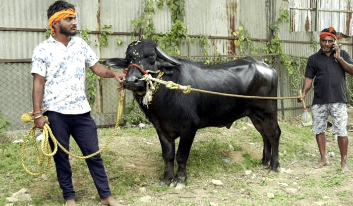 KAMBALA