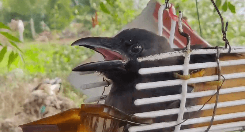 KOPPALA 1