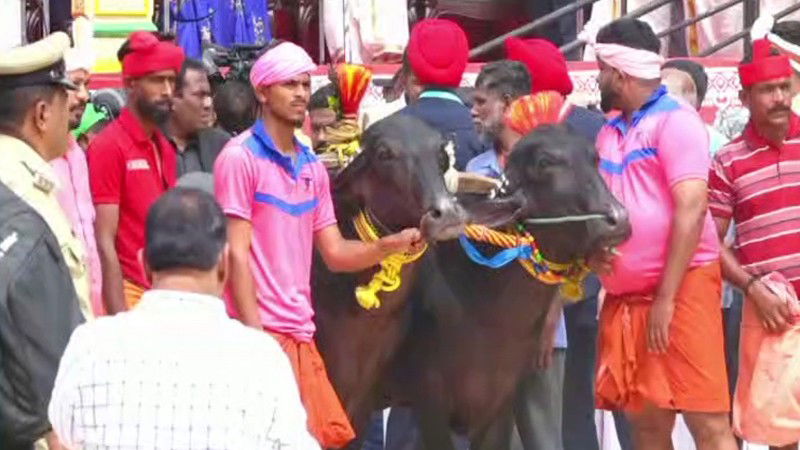 Kambala 03