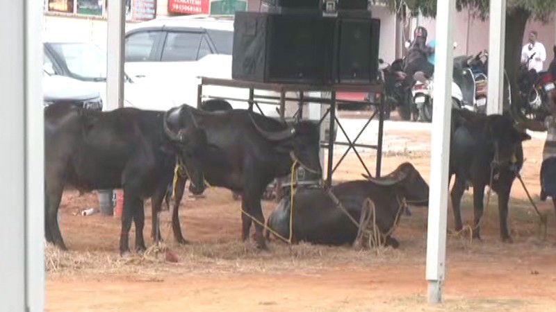 Kambala 3