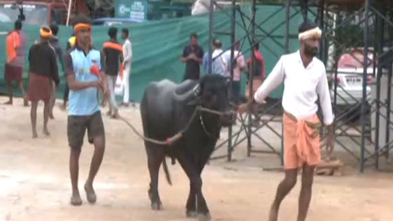 Kambala 4