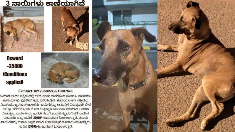 Stray Dog Missing Kumarapark 3