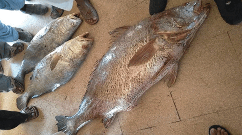 sowa fish