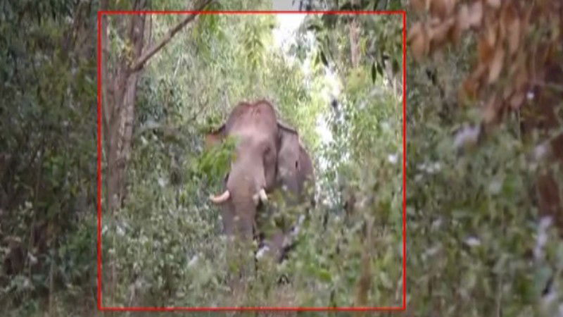 Captain Elephant Arjuna killer