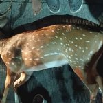 Deer Death