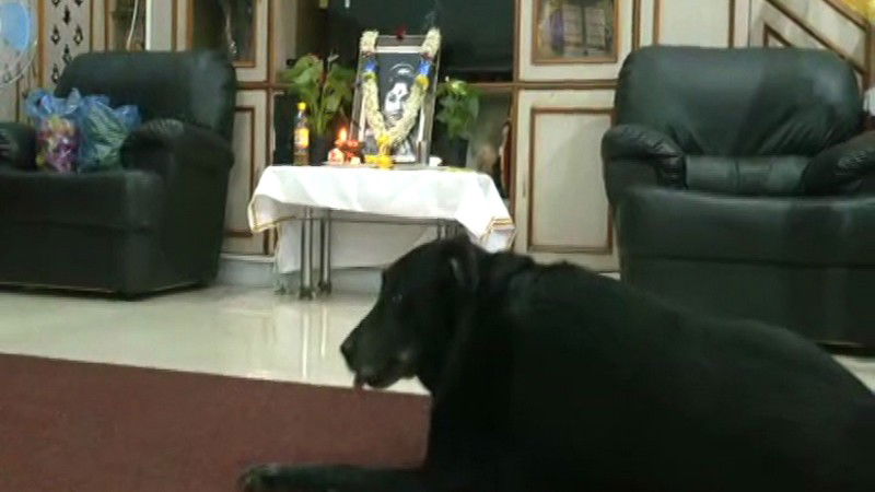 Leelavati DOG 3