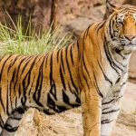 tiger
