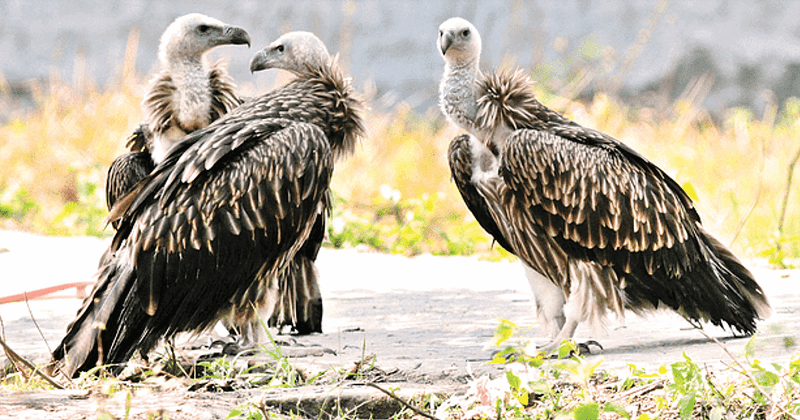 VULTURE