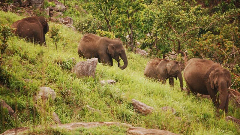 Gopalswami Hills.jpg 2