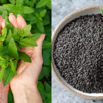 TULSI 1