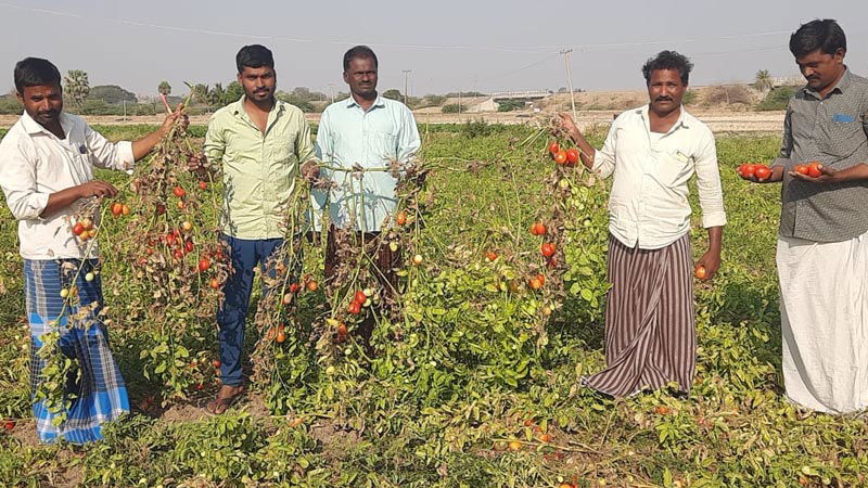 Tomato Crop 2