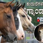 Glanders disease horse public tv explainer