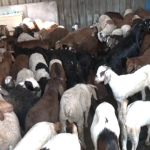MUTTON 1