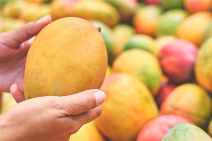 MANGO 1
