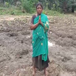 MYSURU GINGER CROP