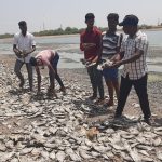 Raichuru Water Crisis Dead fish seen on dry lake bed as city faces drought 1