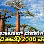 baobab