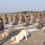 Army Dogs Yoga