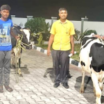 KOLAR COW
