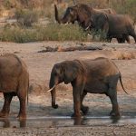 Zimbabwe Elephants