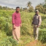 elephant destroy crop in chamarajanagara
