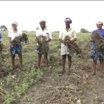 haveri heavy rain Destruction of groundnut crop
