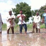 heavy rain no official has come to village farmers outrage bagalkot 2