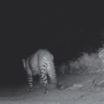 raichuru cheetah