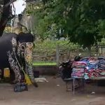 shrirangapattana dasara elephant