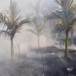 Davanagere Arecanut Plantation Fire