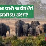 How Kodo millet consumption killed 10 elephants in Madhya Pradesh