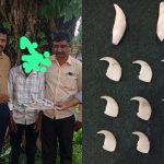 Shivamogga sagar leopard claw tooth smuggling detected accused arrested