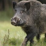 Wild Boar