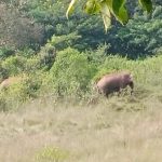 elephants entered to coffee land prohibitory orders imposed in Chikkamagaluru
