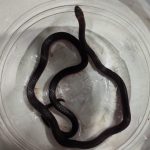 Coral Snake