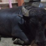 Haveri Buffalo